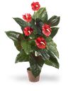 Pianta di anthurium nel colore rosso