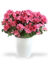 Pianta di azalea